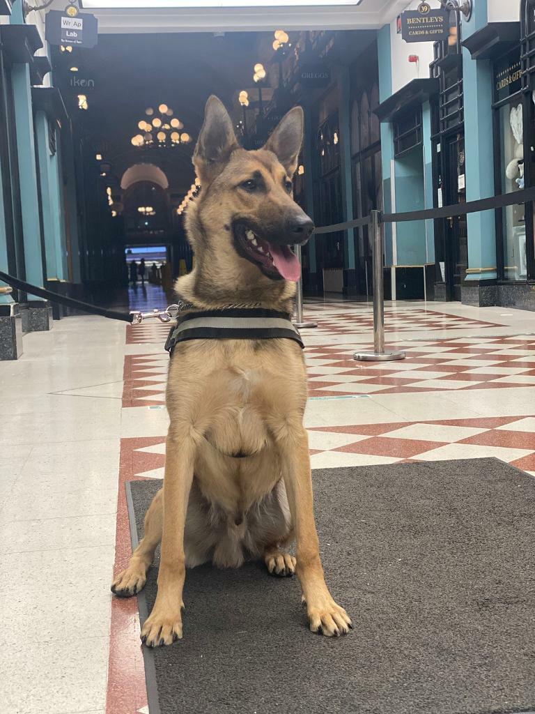 belgian malinois for sale gumtree